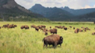 wild buffalo