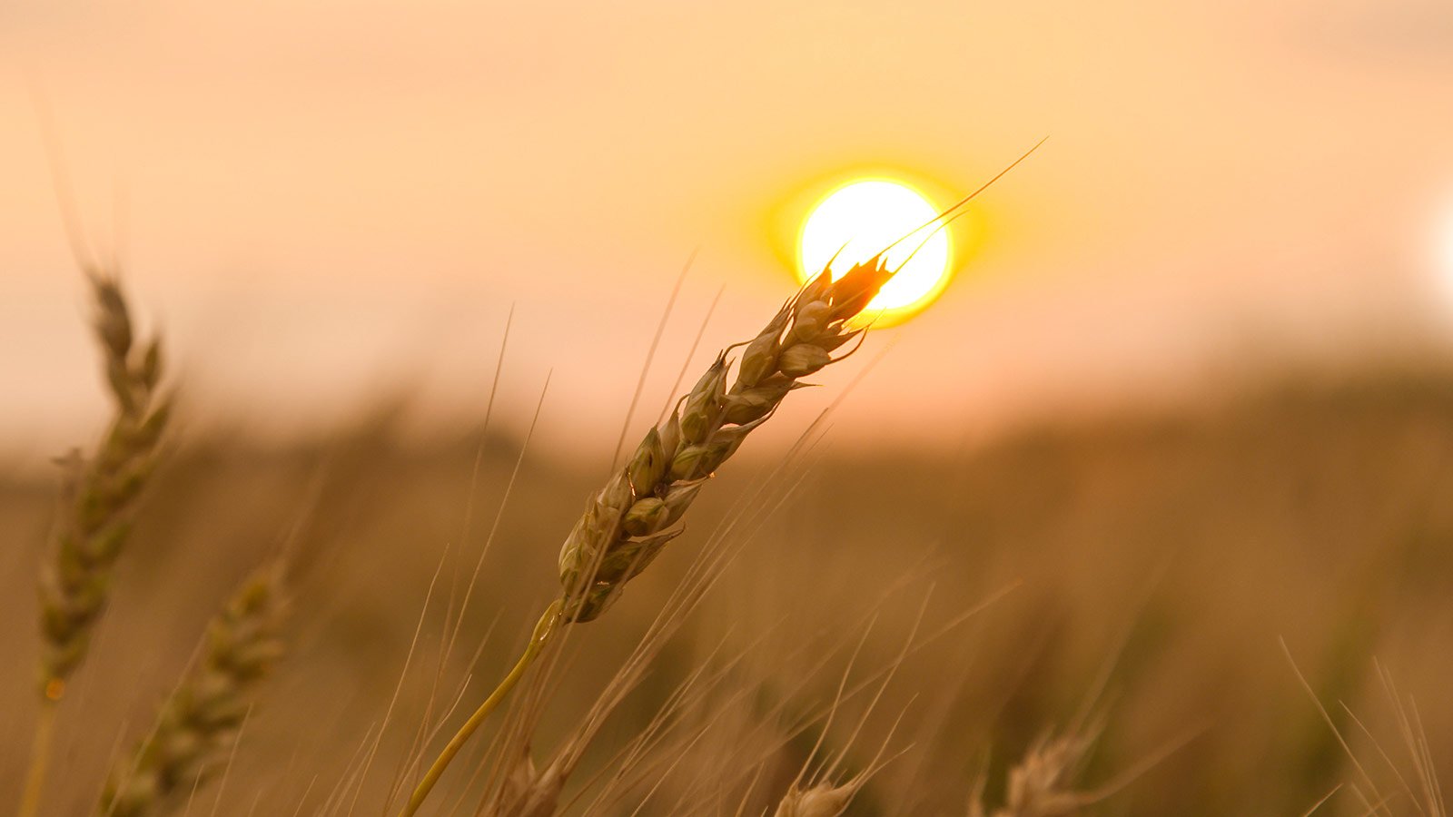 Stems of wheat in a field with the setting sun in the background