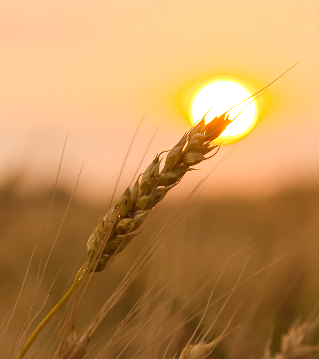 wheat with sunshine