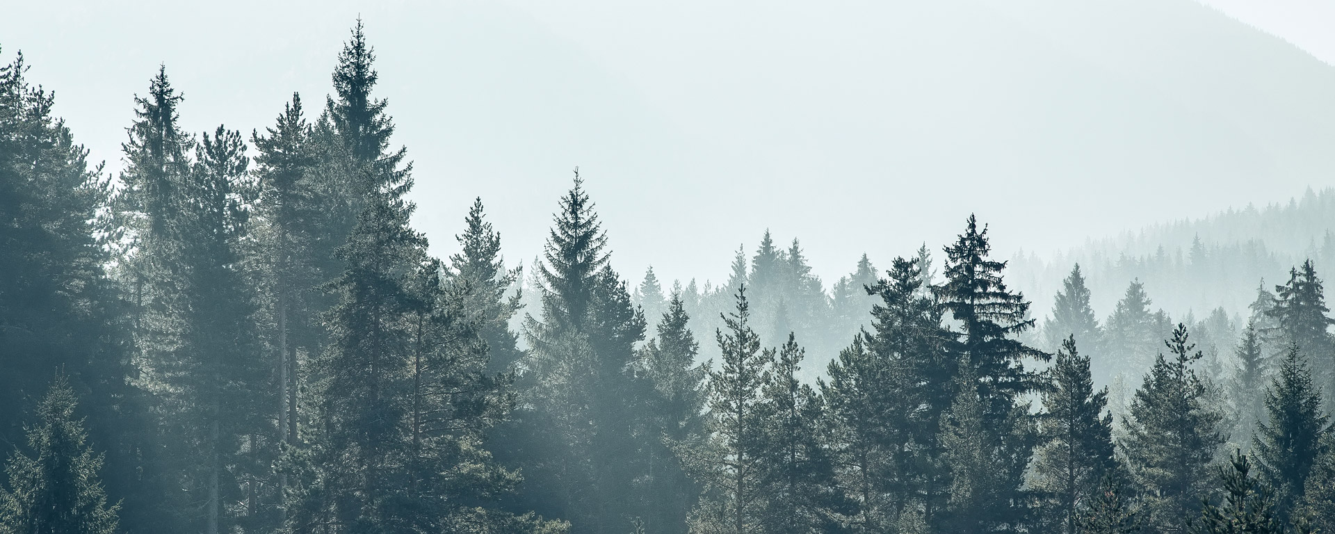 forest-bg forest-bg