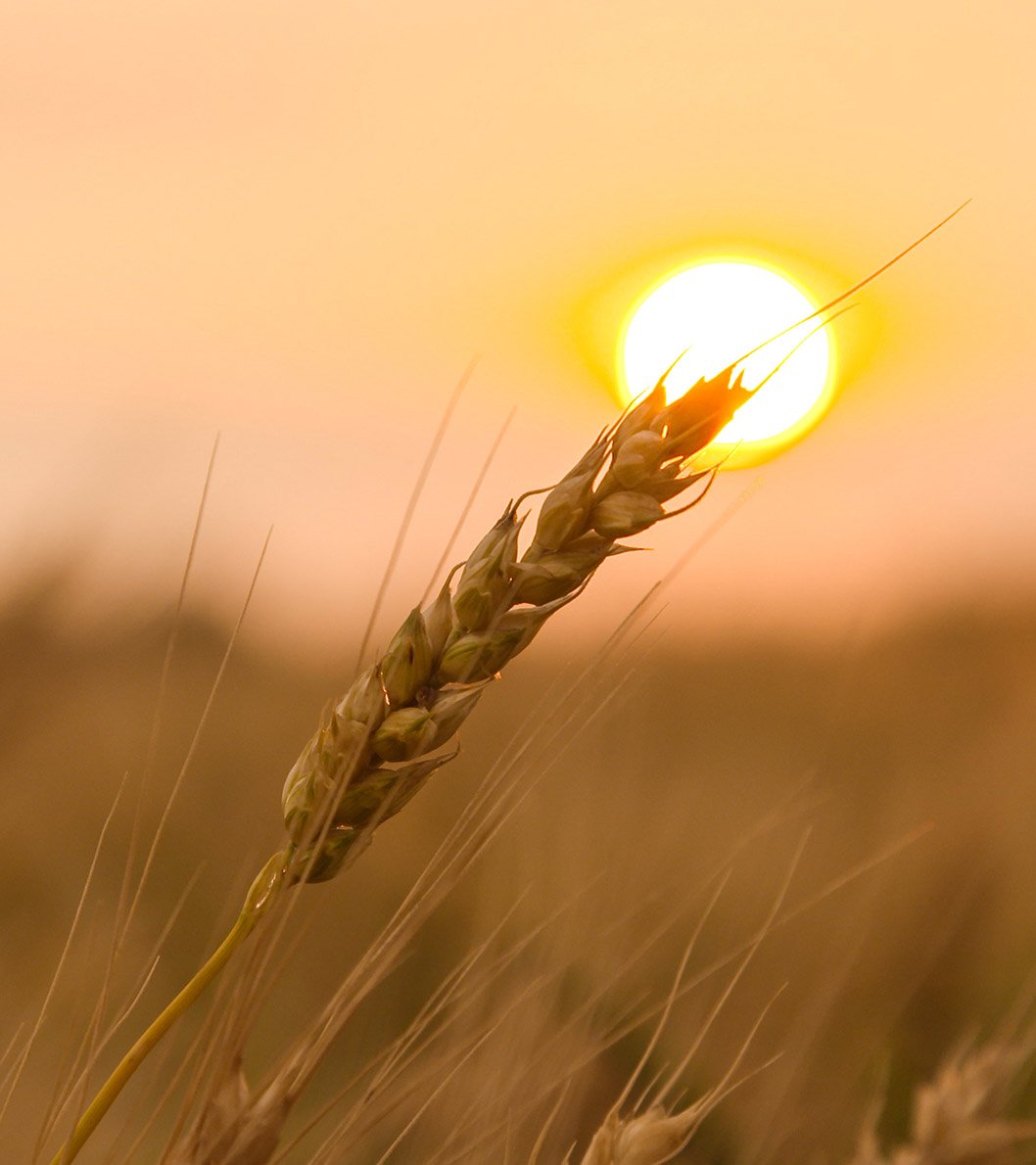wheat